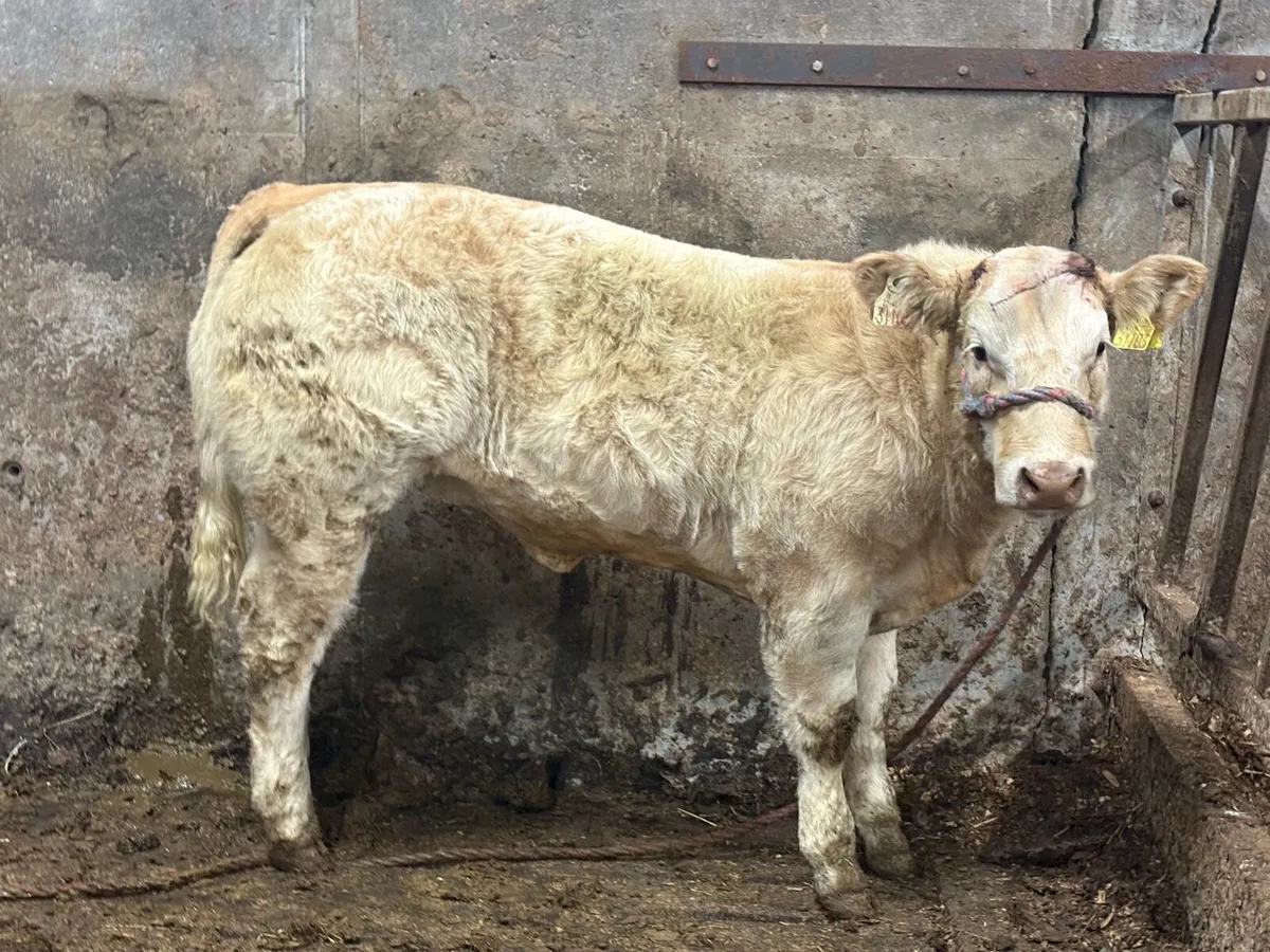 Super Charolais weanling heifer - Image 2
