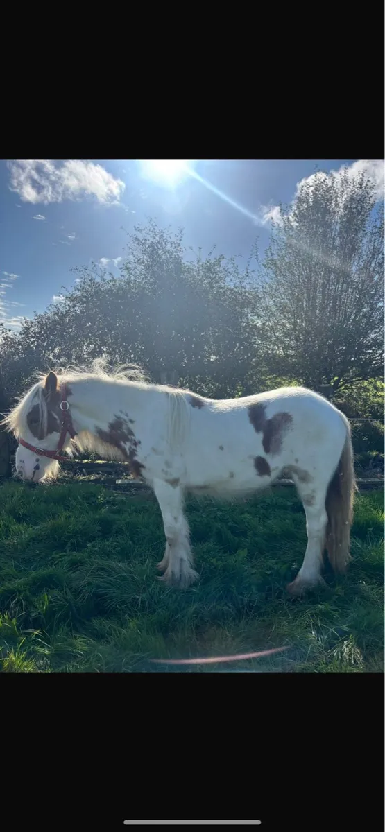 Heavy cob filly’s - Image 2