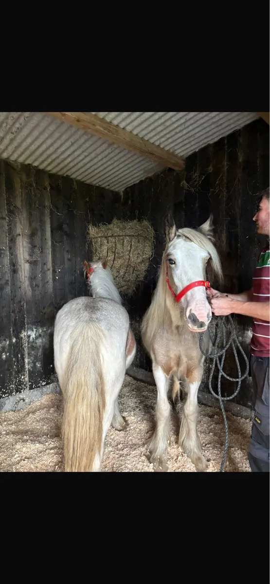 Heavy cob filly’s - Image 1