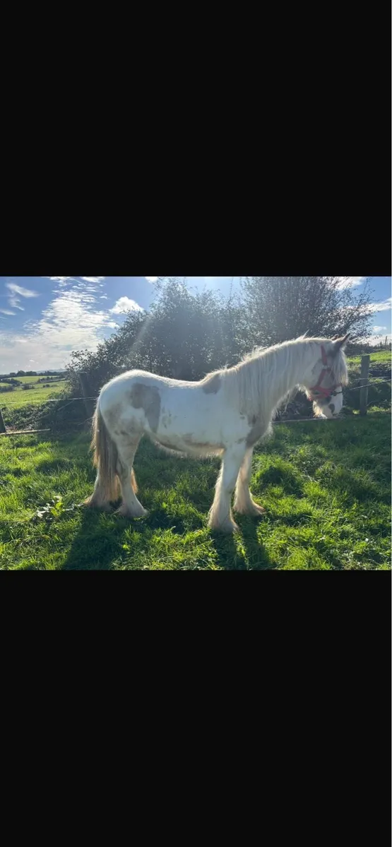 Heavy cob filly’s - Image 3