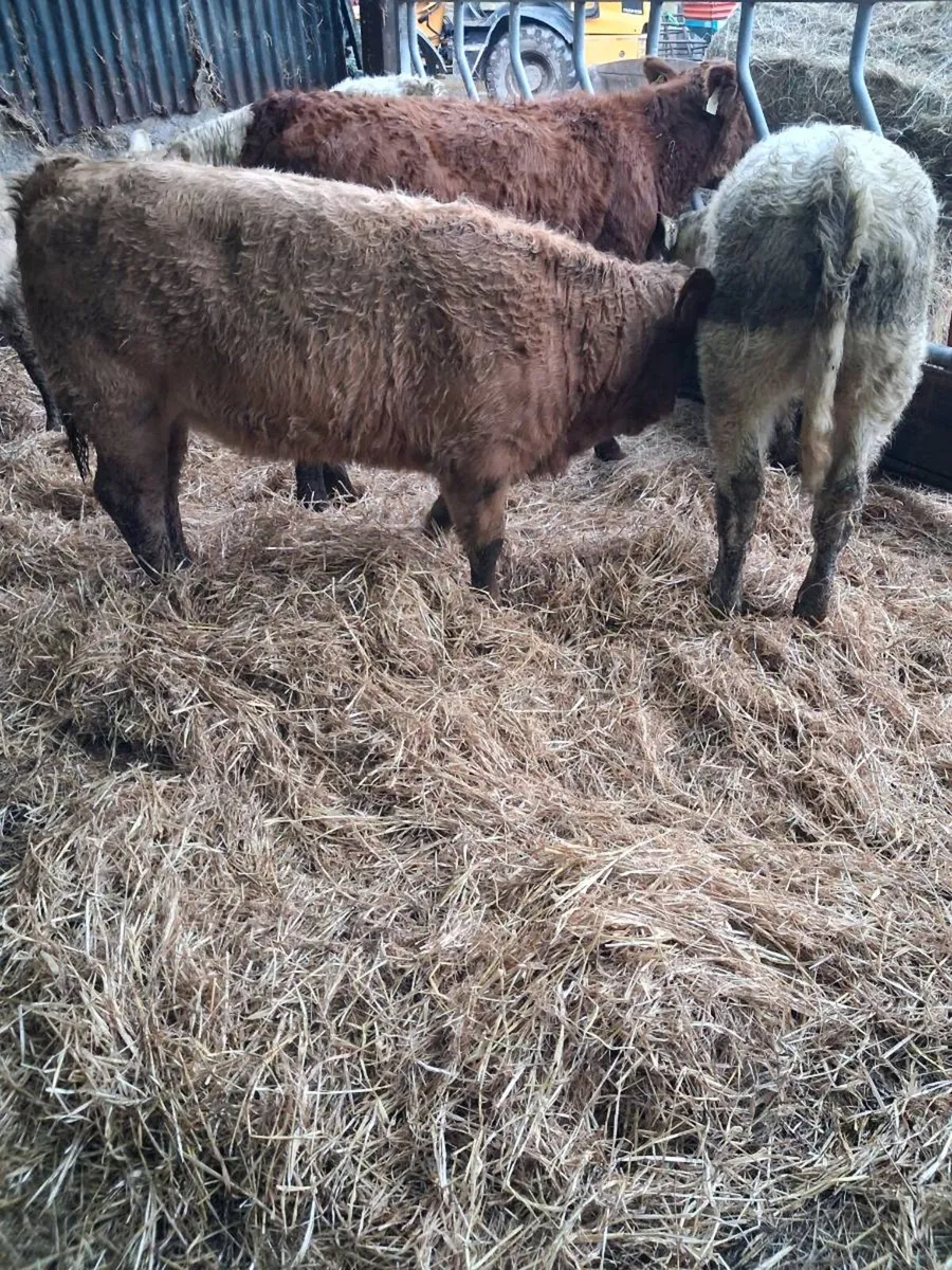 6 Heifer weanlings - Image 1