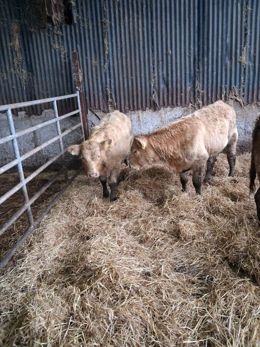 6 Heifer weanlings - Image 2