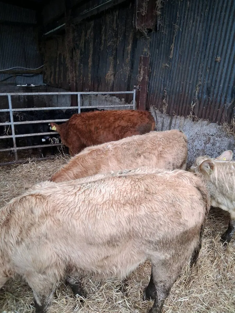 6 Heifer weanlings - Image 3