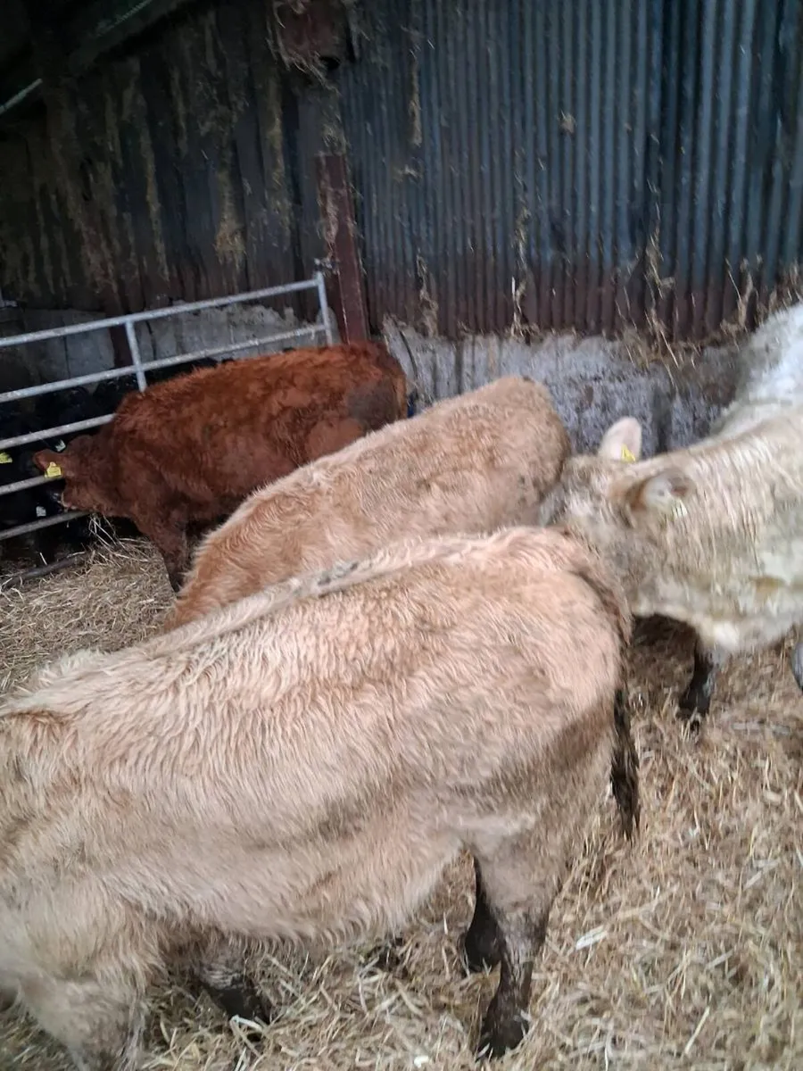 6 Heifer weanlings - Image 4