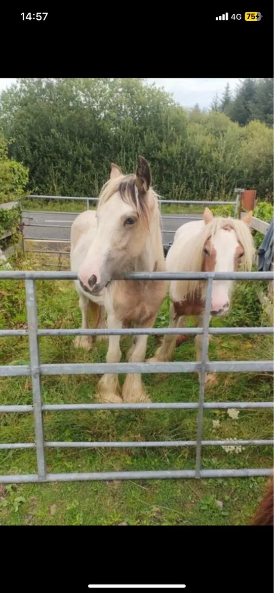 Heavy cob filly’s - Image 4