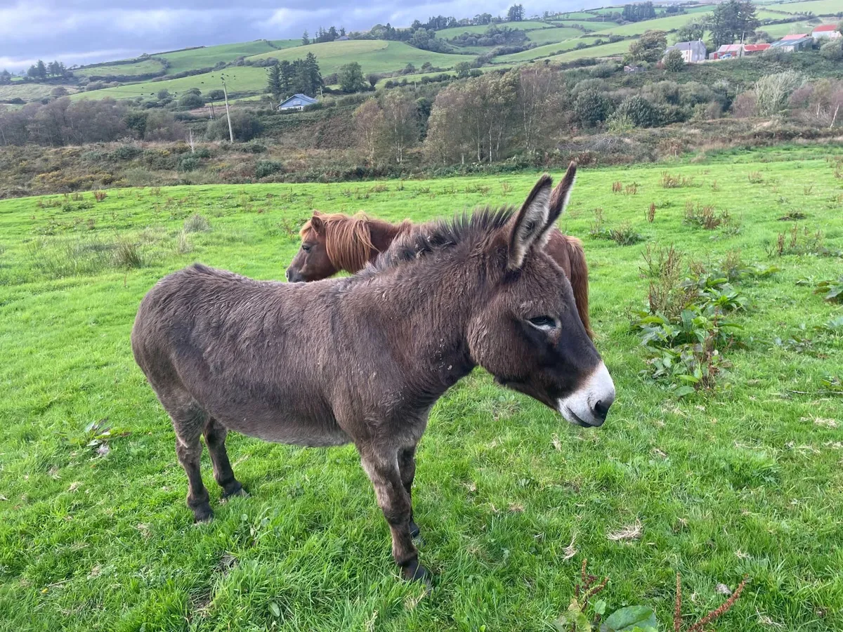 Donkey - Image 2