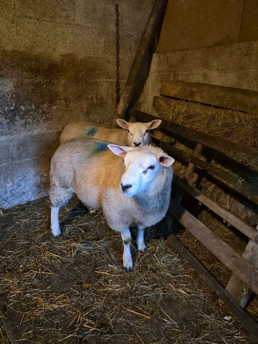 TEXEL Rams - Image 1