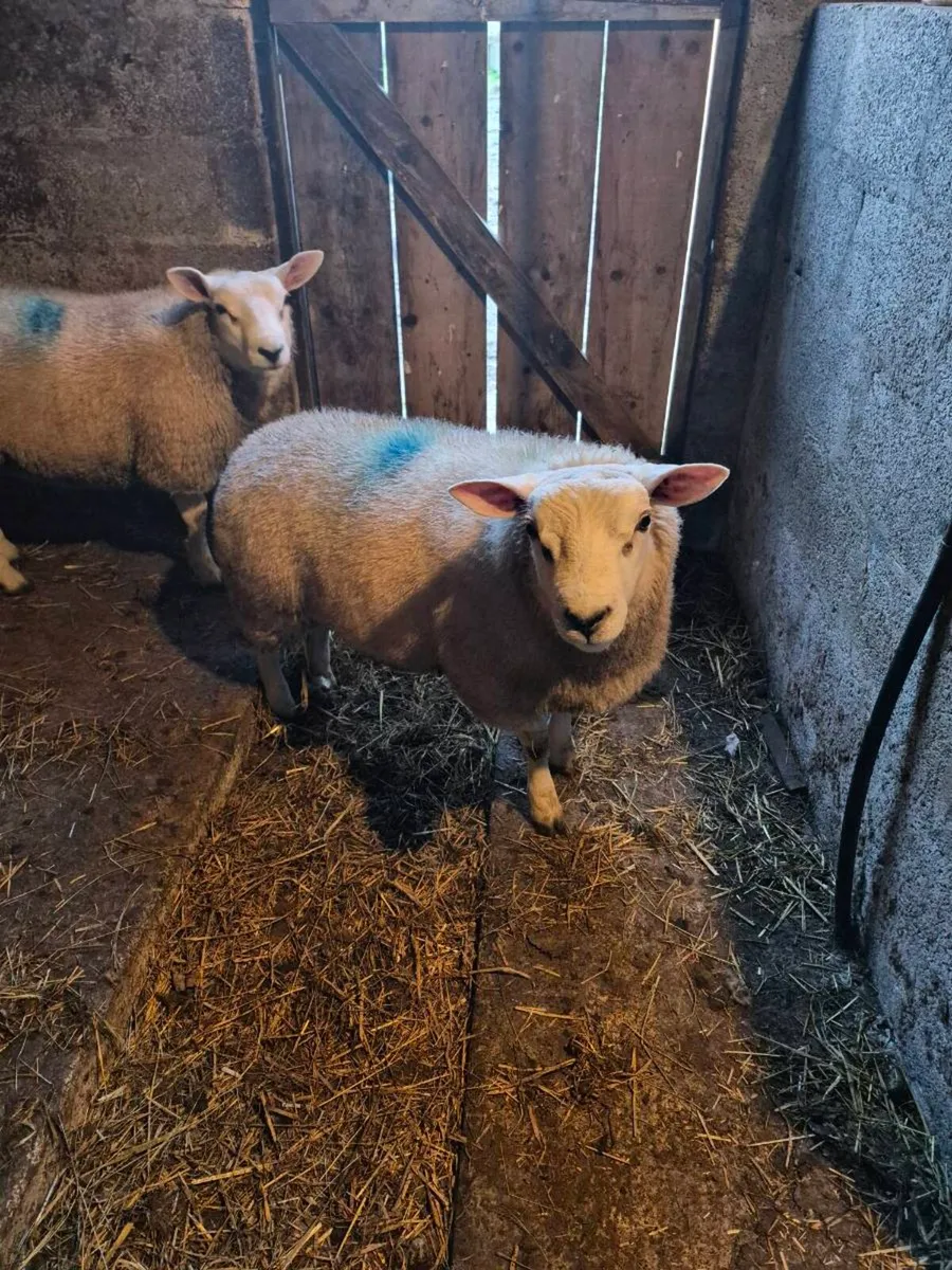 TEXEL Rams - Image 2