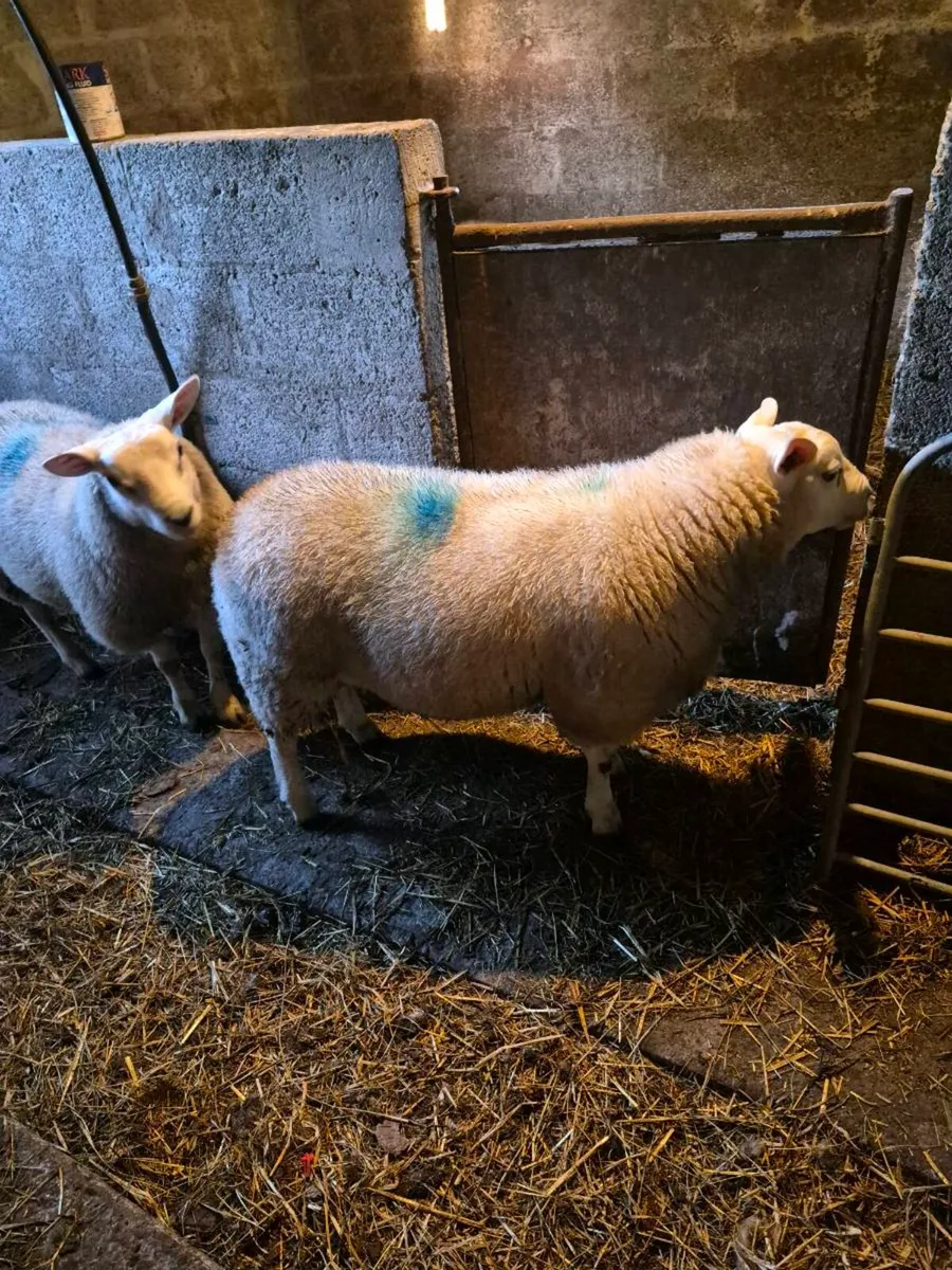 TEXEL Rams - Image 3