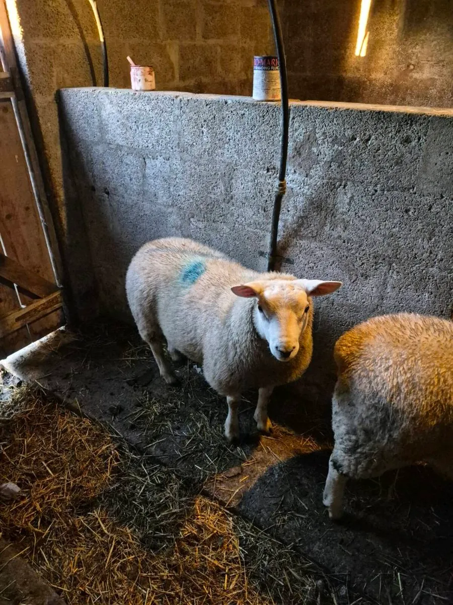 TEXEL Rams - Image 4