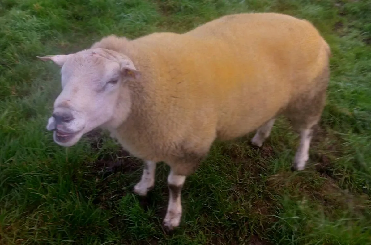 Belclare 2 Year Old Ram - Image 1