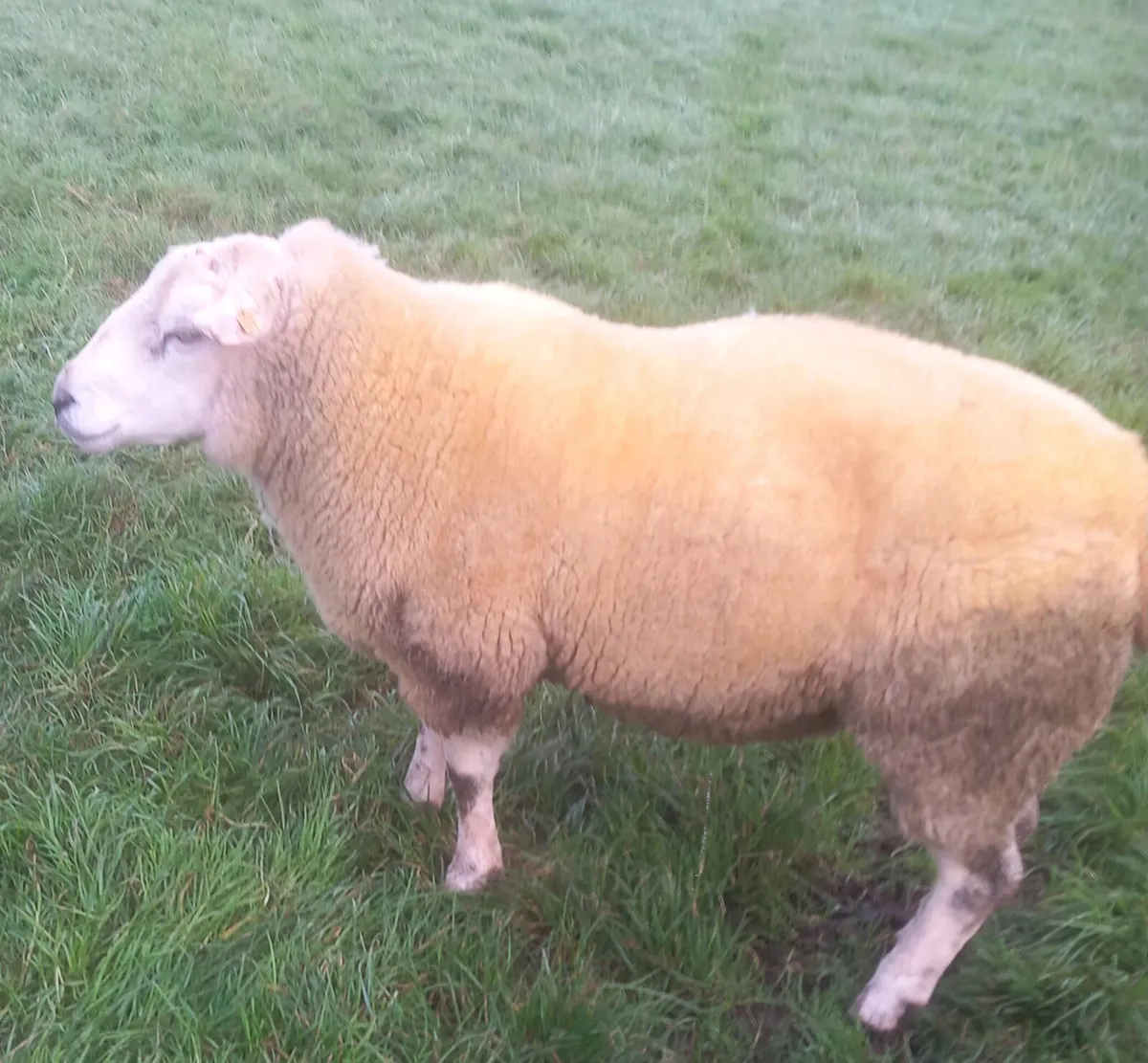 Belclare 2 Year Old Ram - Image 2