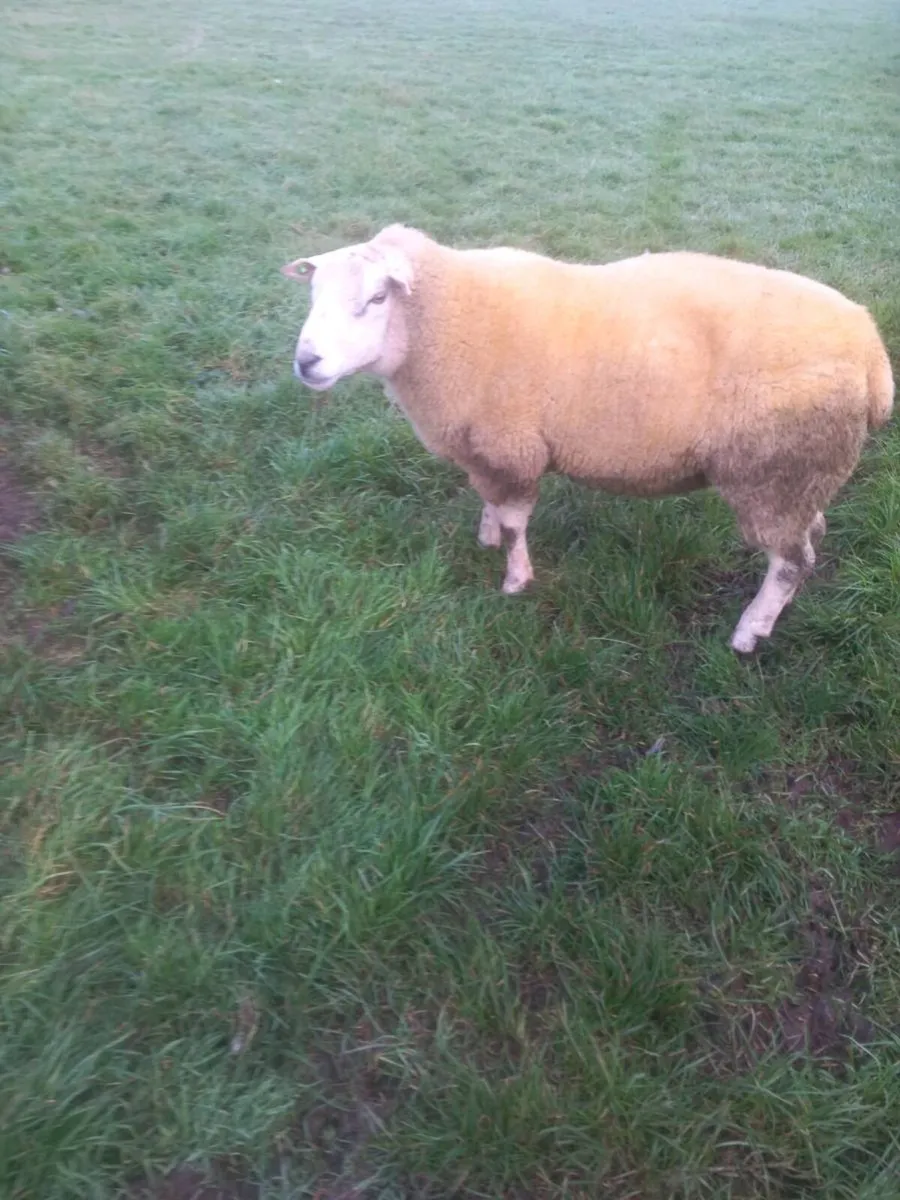 Belclare 2 Year Old Ram - Image 3
