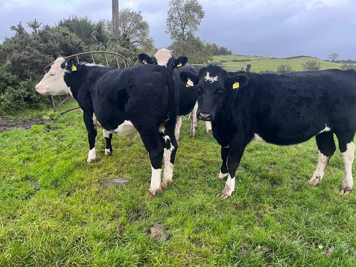 HEX Bullocks quiet 400-450 - Image 2