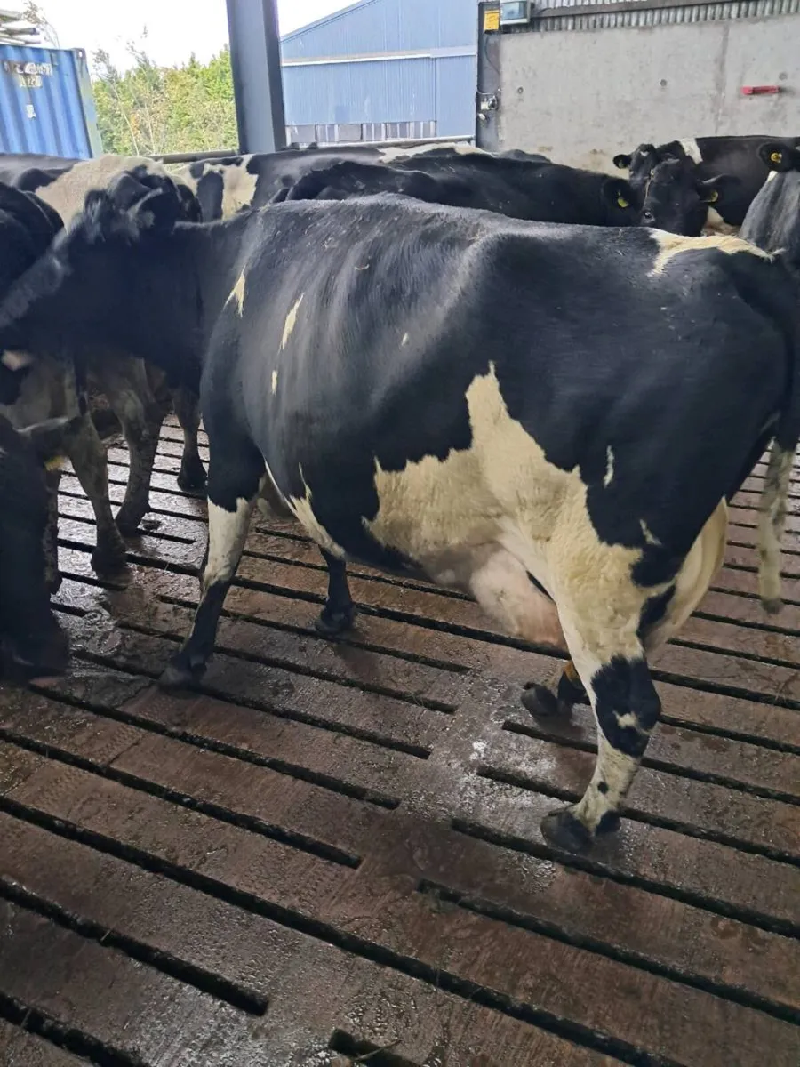 2 Fresh Calved Cows - Image 1
