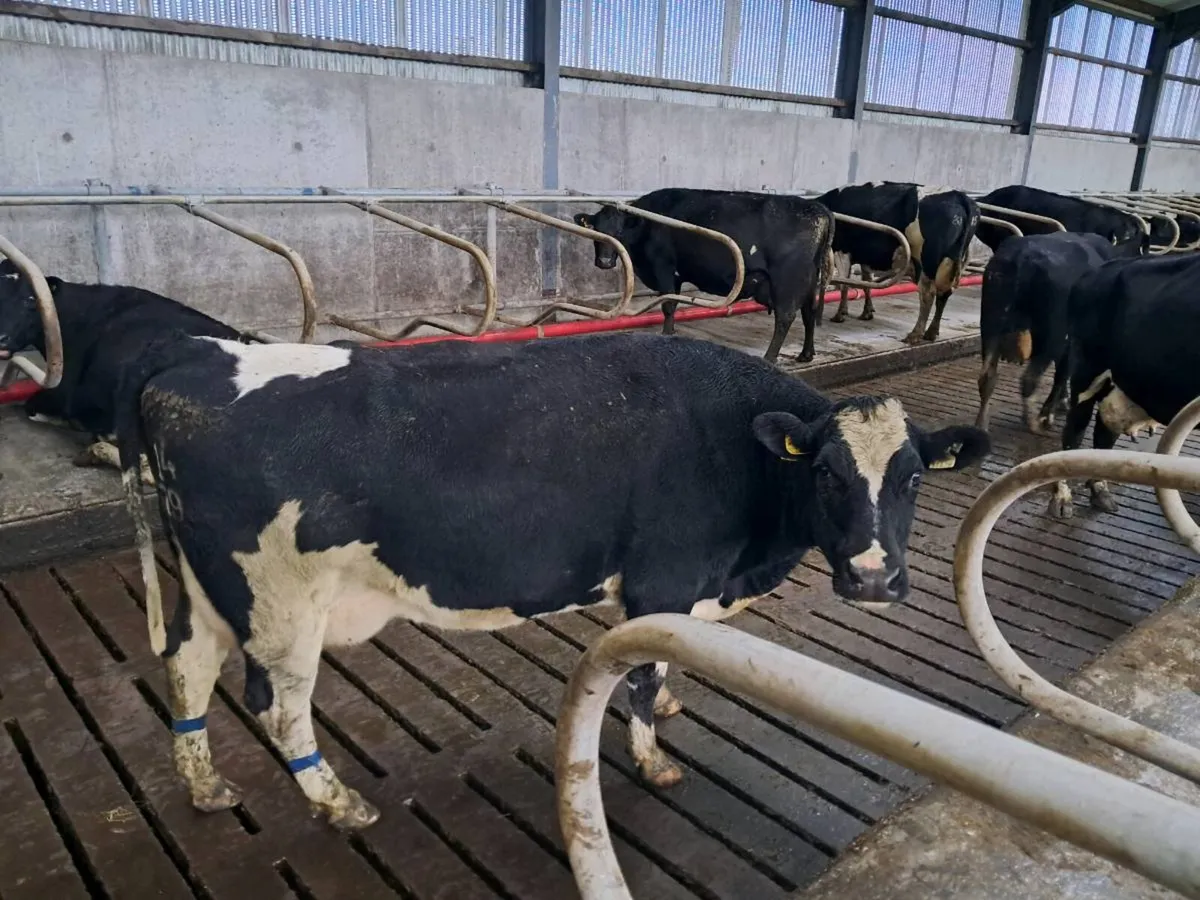 2 Fresh Calved Cows - Image 2