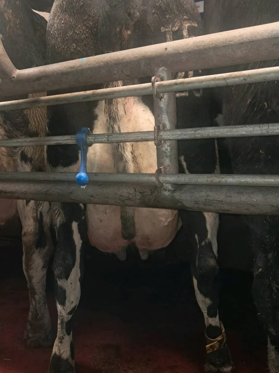 2 Fresh Calved Cows - Image 3