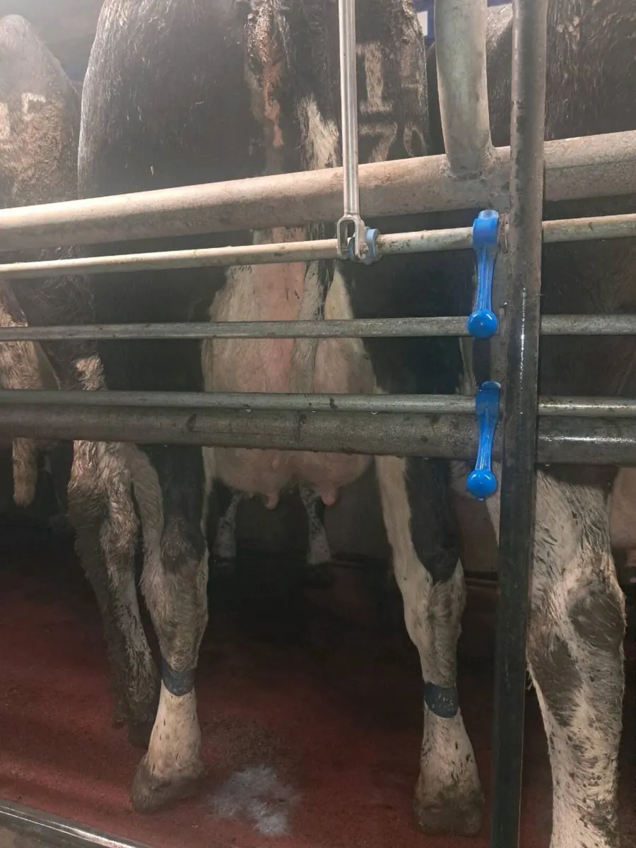 2 Fresh Calved Cows - Image 4