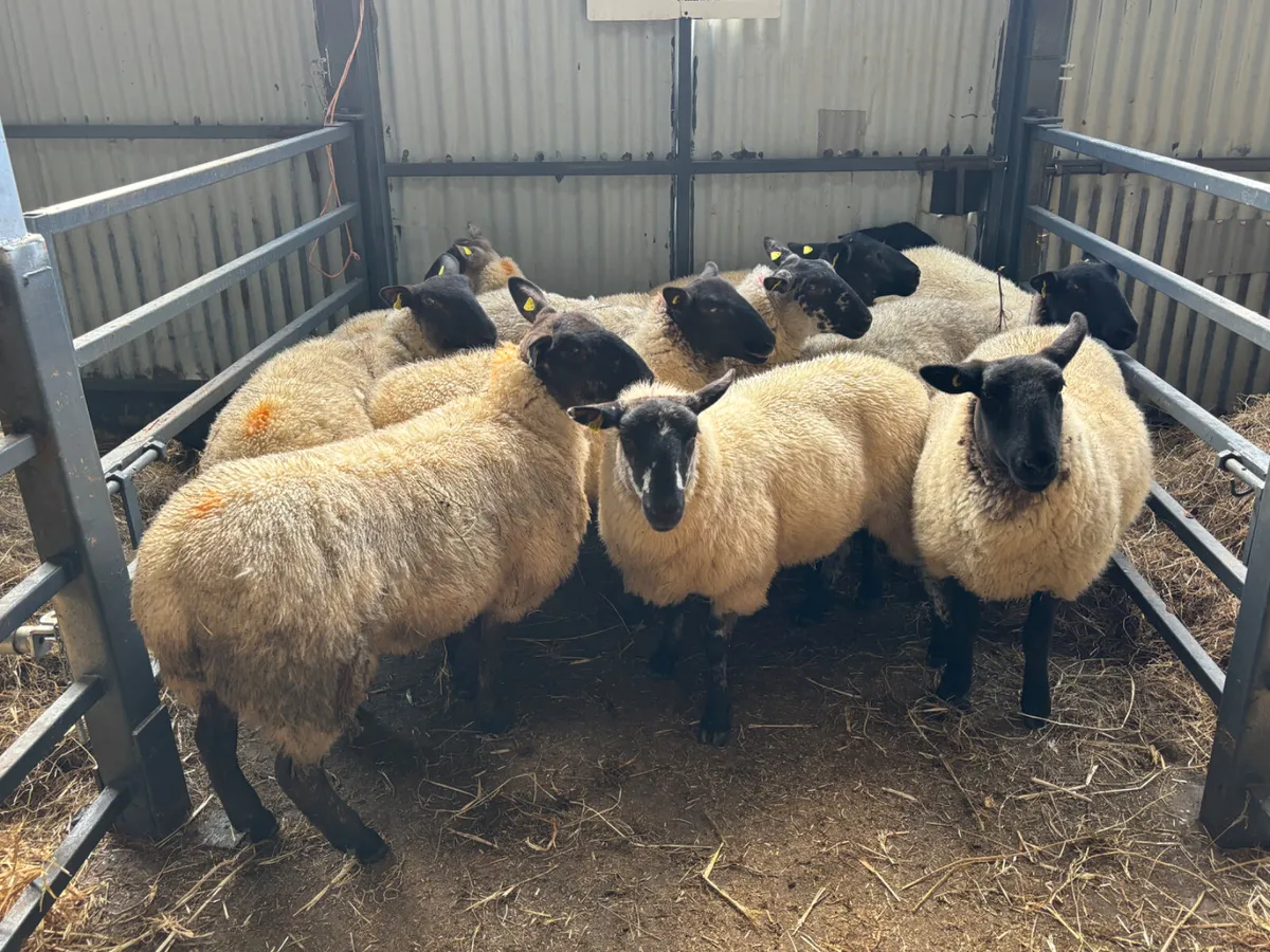 Hoggets for sale - Image 2