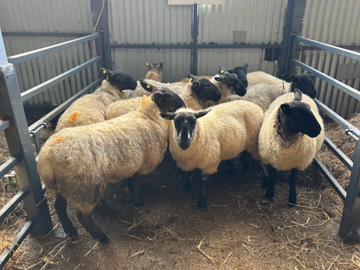 Hoggets for sale - Image 3