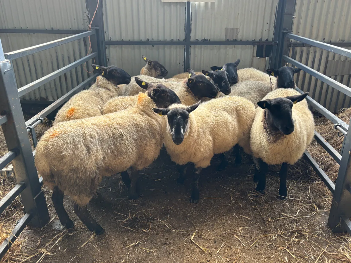 Hoggets for sale - Image 4