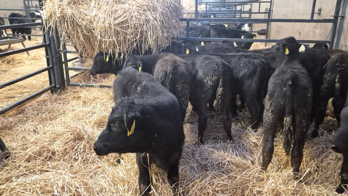 12 Reared calves Angus & Limousine calves for sale - Image 2