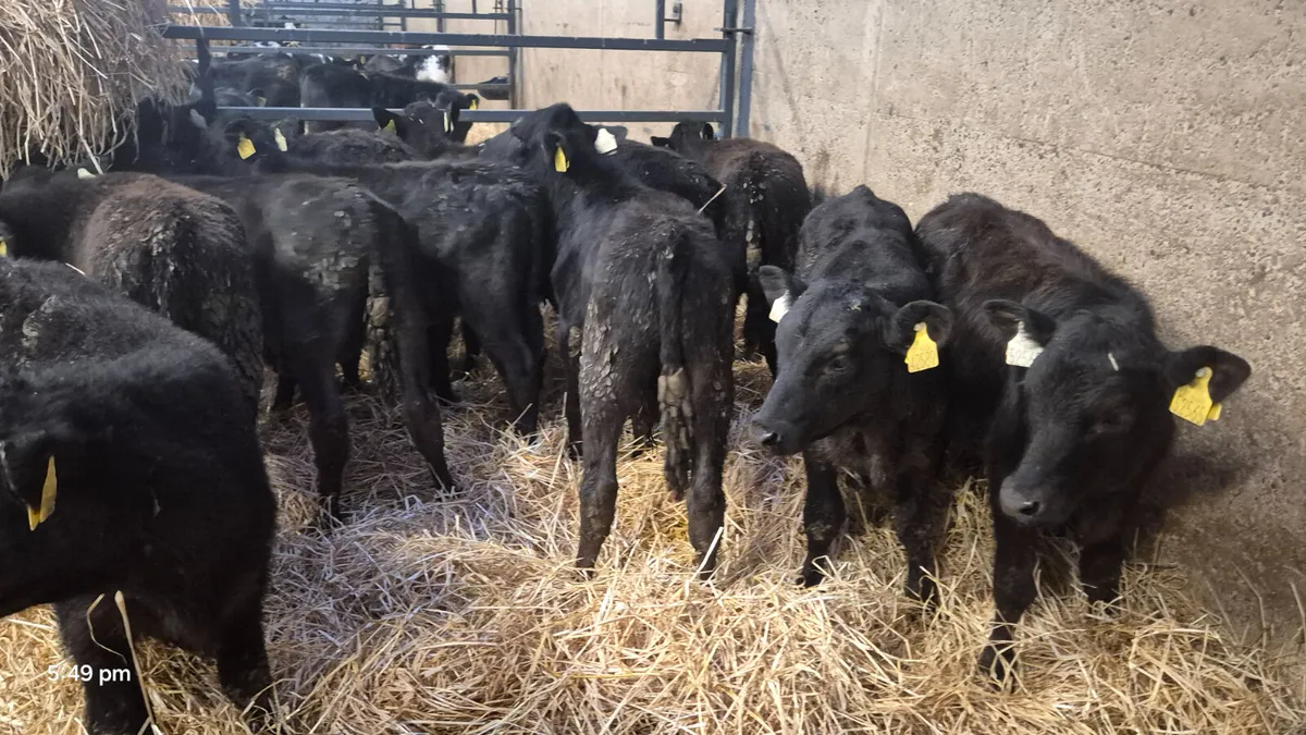 12 Reared calves Angus & Limousine calves for sale - Image 3