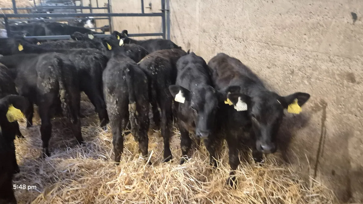 12 Reared calves Angus & Limousine calves for sale - Image 4