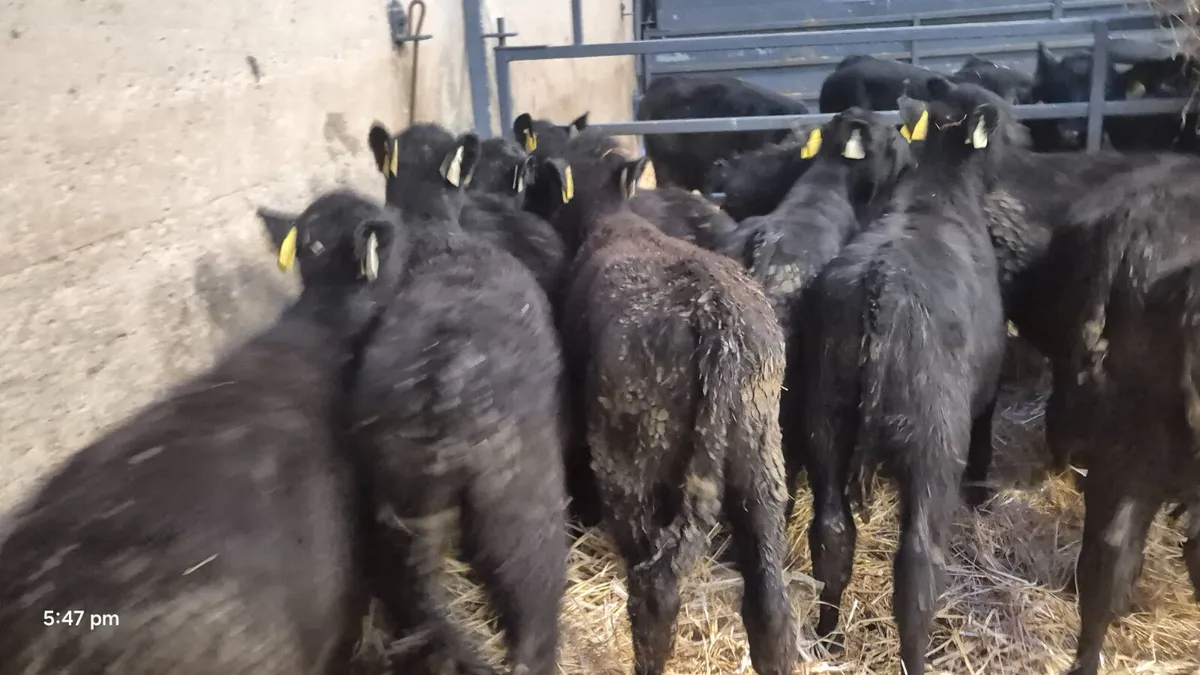 12 Reared calves Angus & Limousine calves for sale - Image 1