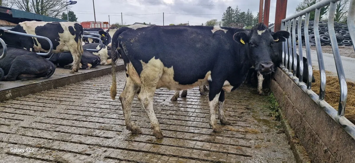 Spring calving cows - Image 2