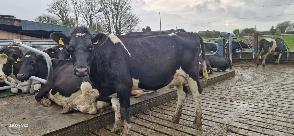 Spring calving cows - Image 1