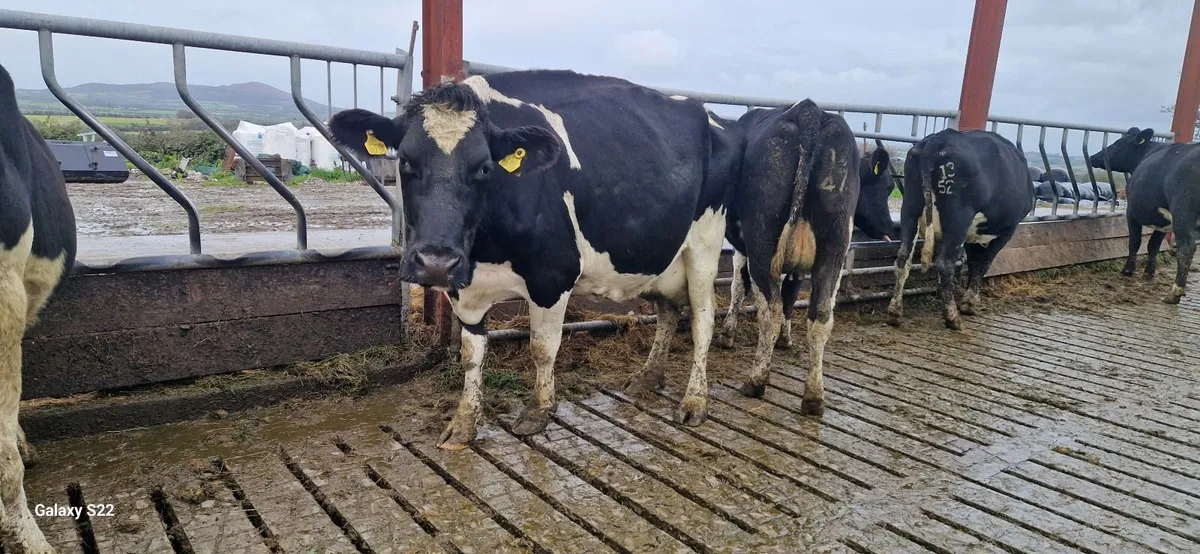 Spring calving cows - Image 3