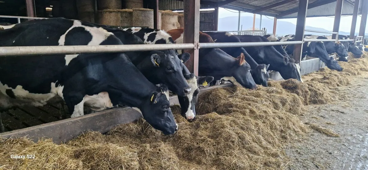 Spring calving cows - Image 4
