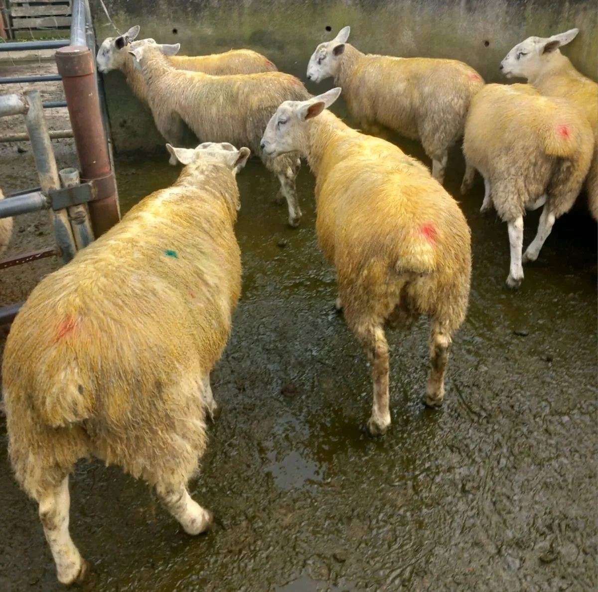 Abberfield & Blue Leicester/Suffolk X Ram Lambs - Image 1