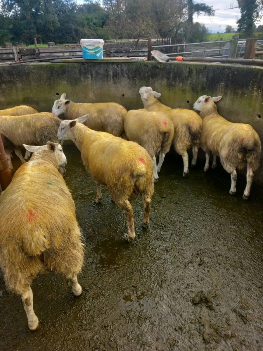 Abberfield & Blue Leicester/Suffolk X Ram Lambs - Image 2