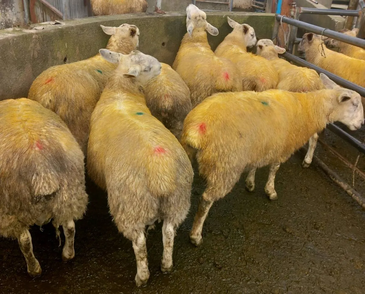 Abberfield & Blue Leicester/Suffolk X Ram Lambs - Image 3