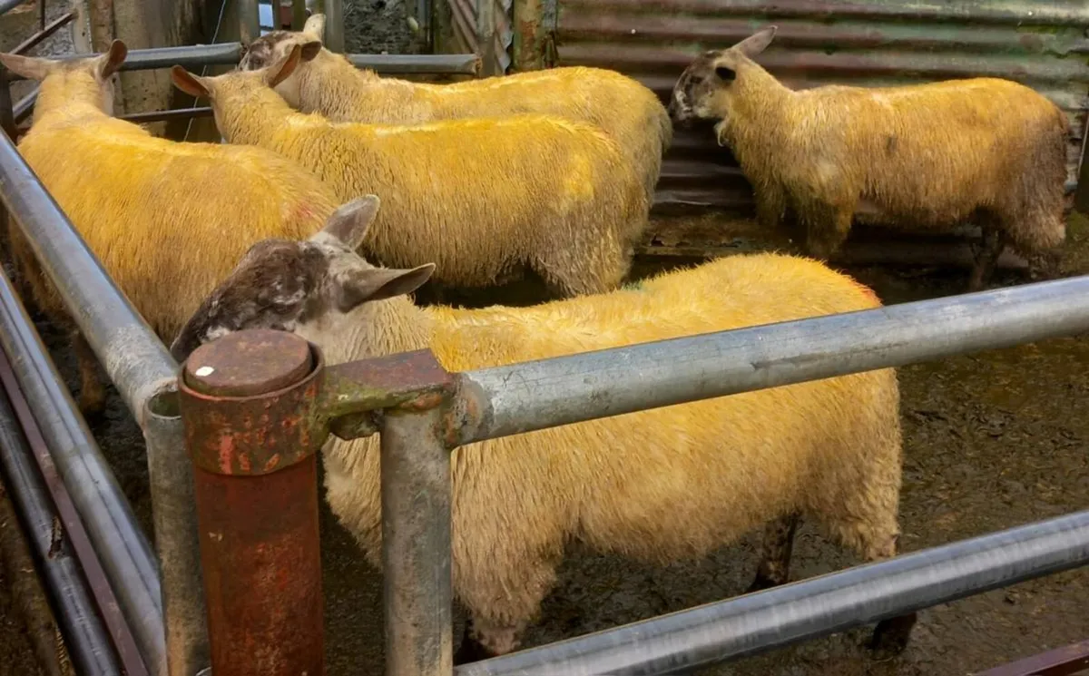 Abberfield & Blue Leicester/Suffolk X Ram Lambs - Image 4