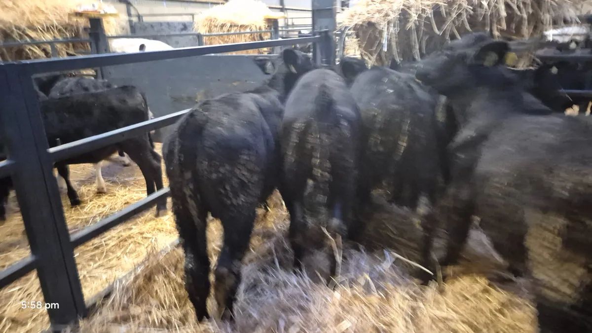 7 Proper Aberdeen Angus bulls 5 months old - Image 3