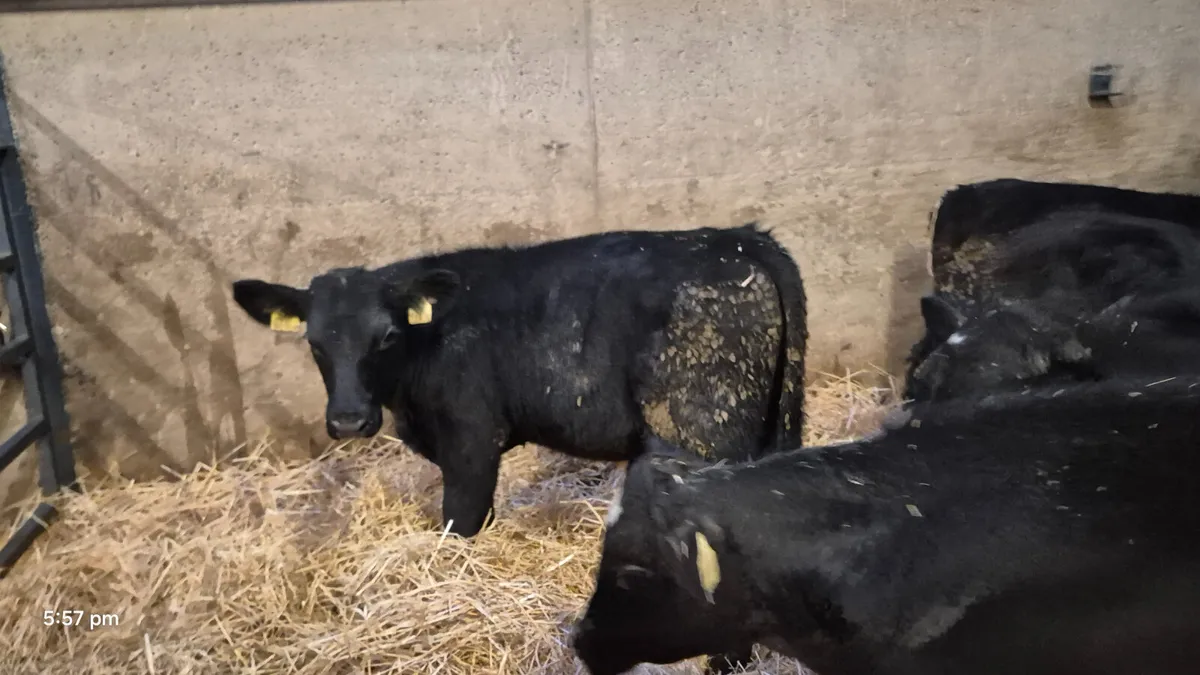 7 Proper Aberdeen Angus bulls 5 months old - Image 4