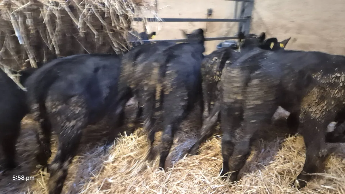 7 Proper Aberdeen Angus bulls 5 months old - Image 1