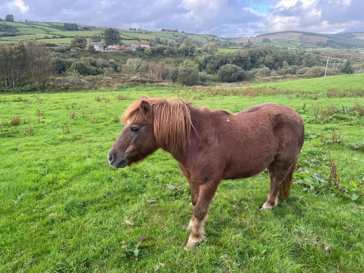 Pony - Image 1