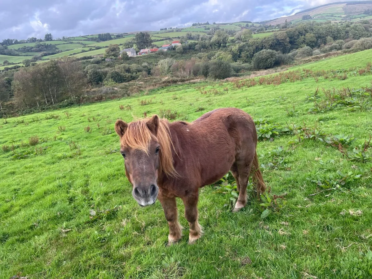 Pony - Image 2