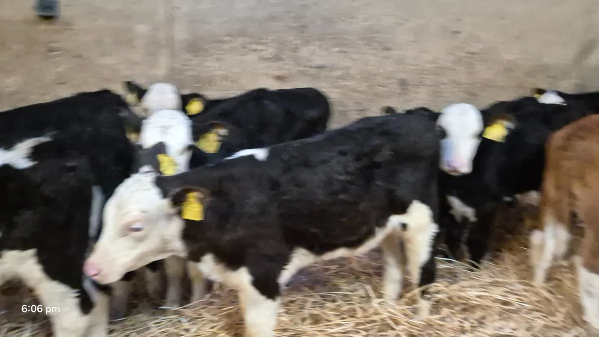 12 Quality Hereford calves for sale - Image 1