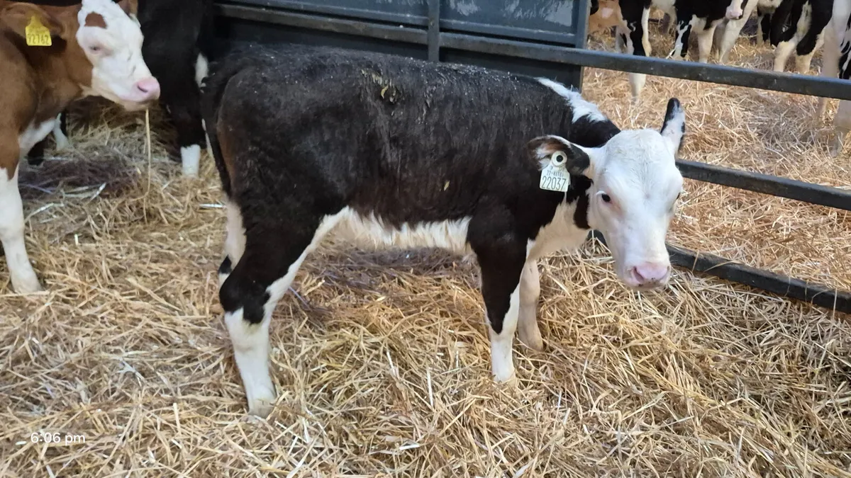 12 Quality Hereford calves for sale - Image 2