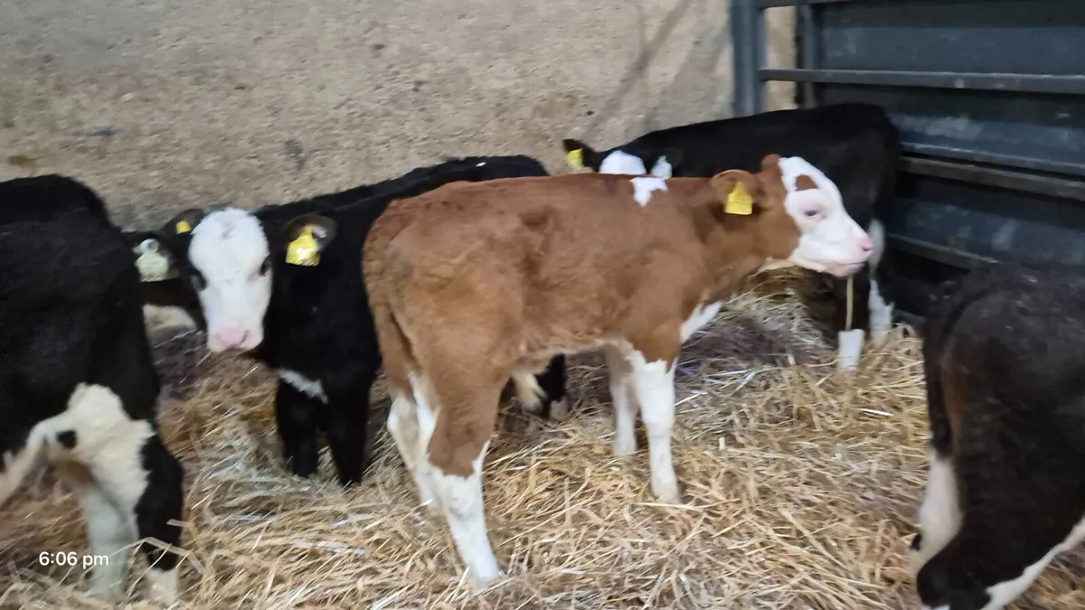 12 Quality Hereford calves for sale - Image 3