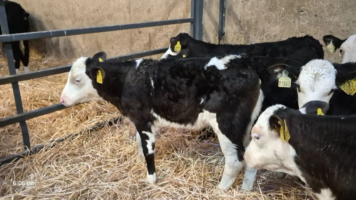 12 Quality Hereford calves for sale - Image 4