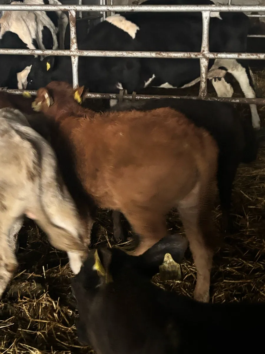 AI Bred calves - Image 3