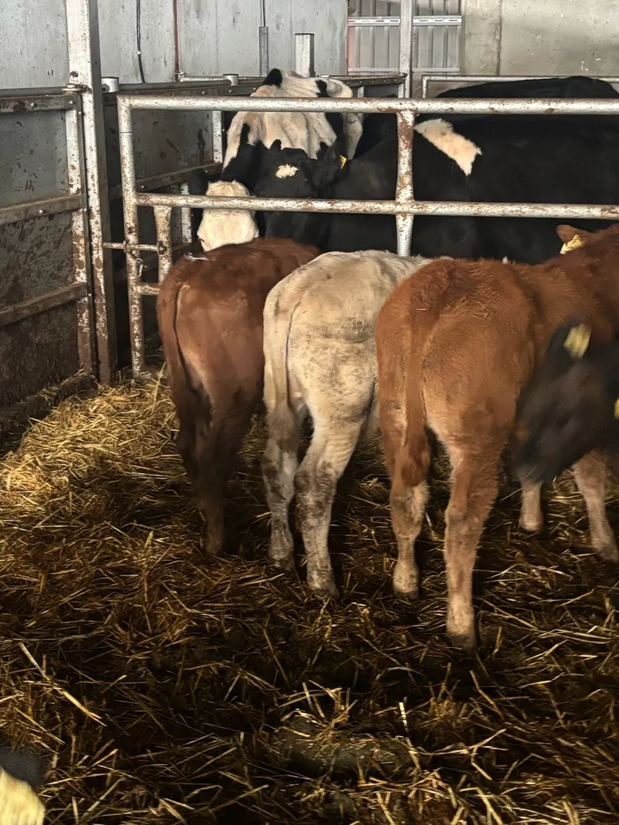 AI Bred calves - Image 2