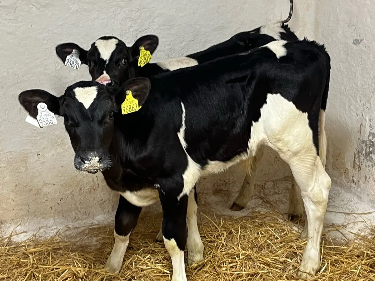 Super British FR Bull Calves - Image 2