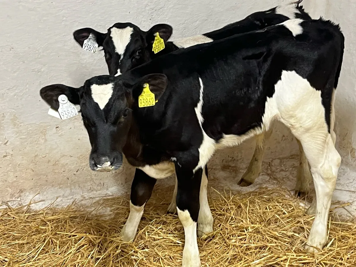 Super British FR Bull Calves - Image 3